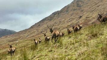 rouge cerf troupeau fonctionnement dans Écosse dans lent mouvement video
