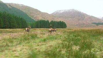 een kudde van rood hert hinden rennen in de Schots hooglanden in langzaam beweging video