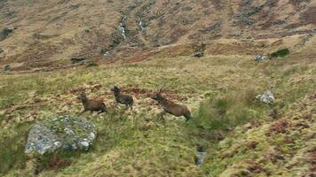 A Group of Red Deer Running in the Hills video
