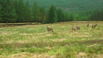 Red Deer Hinds in the Scottish Highlands video