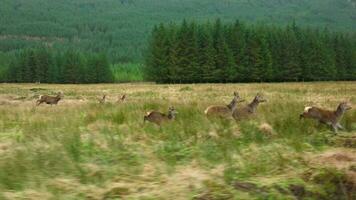 Slow Motion of a Herd of Red Deer Hinds Running in the Scottish Highlands video