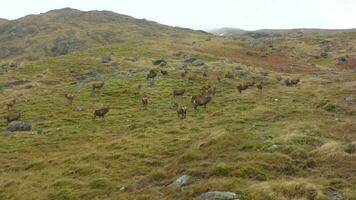 ein Herde von rot Hirsch Hirsche im das schottisch Hochland video