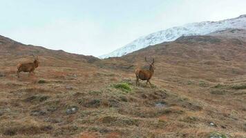 maestoso rosso cervo cervi nel Scozia lento movimento video