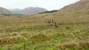 une troupeau de rouge cerf biches fonctionnement dans le Écossais hauts plateaux dans lent mouvement video