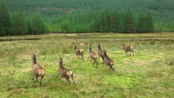 une troupeau de rouge cerf biches fonctionnement dans le Écossais hauts plateaux dans lent mouvement video