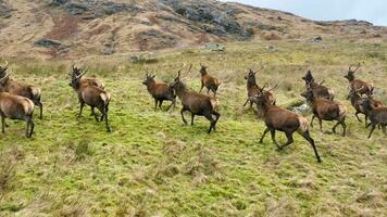 Red Deer Stags Running in a Herd Slow Motion video