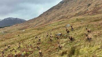 lento movimento di un' mandria di rosso cervo cervi in esecuzione nel il Scozzese Highlands video