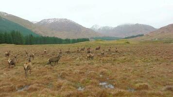ein Herde von rot Hirsch Hirsche im Schottland im schleppend Bewegung video