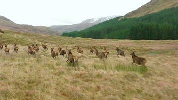 een kudde van rood hert herten rennen in Schotland in langzaam beweging video