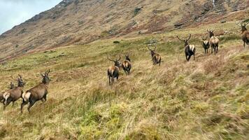 rosso cervo cervo mandria in esecuzione nel il montagne nel Scozia video