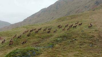 une grand troupeau de rouge cerf cerfs dans le Écossais hauts plateaux video