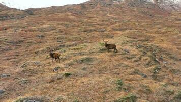 majestätisk röd rådjur hjortar i de skott highlands video