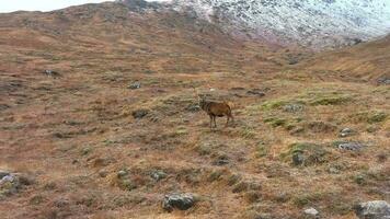 majestätisch rot Hirsch Hirsch im das schottisch Hochland schleppend Bewegung video