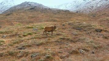 majestuoso rojo ciervo ciervo en el escocés tierras altas en lento movimiento video