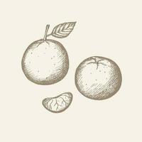 Drawn tangerine, clementine. Vintage style. Color illustration of a fruit of a citrus plant with leaves, a segment of a mandarin fruit. Vector illustration. Isolated white background. Hand drawn