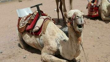 cammello seduta su sabbia ,chiudere su di cammello con bocca aperto, cammello masticazione con il suo bocca largo Aperto video