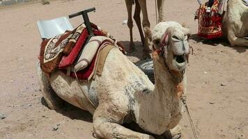 Camel sitting on sand ,close up of camel with mouth open,camel chewing with his mouth wide open video