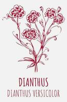 Vector illustration of field carnation. Hand drawn botanical illustration of Dianthus campestris.