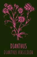 Vector illustration of field carnation. Hand drawn botanical illustration of Dianthus campestris.