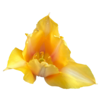 Tulpe botanisch batalinii png