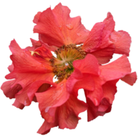 chilenisch avens Blumen png