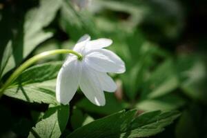 White wood anemone flower looking down with visible hairy stem and leaves also known as windflower, thimbleweed, smell fox photo