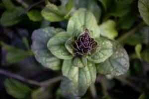 Closeup of pyramidal bugle plants in violet purple color growing in forest spring sunlight top view photo