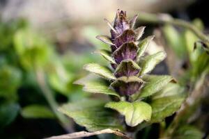 Closeup of pyramidal bugle plants in violet purple color growing in forest spring sunlight photo