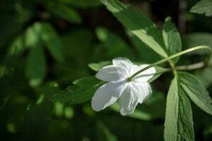 White wood anemone flower looking down with visible stem and leaves also known as windflower, thimbleweed, smell fox photo