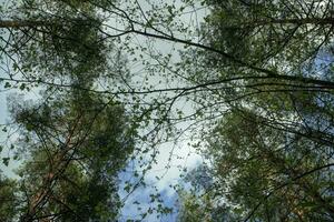 Spring tree branches with yourng light green leaves crown shyness on blue sky background with white cloud photo