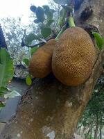 jackfruit, wallpaper, beauty nature photo