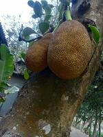 jackfruit, wallpaper, beauty nature photo