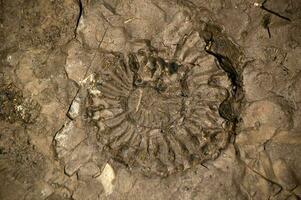 Anmonite. Ancient fossil discovered in Ecuador photo