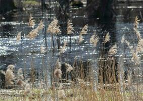 The river spills into the woods. Along the river grows tall, dry grass. Bare trees converging into a cornucopia, and a blue spring sky on a sunny day. Photo in high quality. Horizontal.