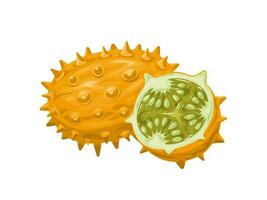 Vector illustration, kiwano or melano fruit, scientific name Cucumis metuliferus, isolated on white background.