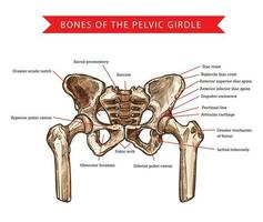 Pelvis bones, human anatomy vector sketch