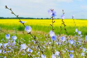 Blooming chicory and rapeseed field. Colorful midsummer, selective focus photo