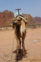 Camel sitting on sand ,close up of camel with mouth open,camel chewing with his mouth wide open,camel makes different shapes of face,ready for ride photo