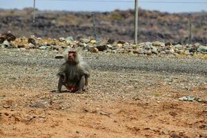 gracioso mono sentado en Roca y mirando alrededor con natural fondo, monos sentado en metal cerca foto