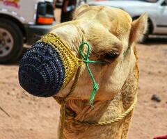 Camel sitting on sand ,close up of camel with mouth open,camel chewing with his mouth wide open,camel makes different shapes of face,ready for ride photo