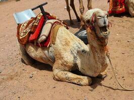 Camel sitting on sand ,close up of camel with mouth open,camel chewing with his mouth wide open,camel makes different shapes of face,camel ready for ride photo