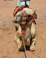 Camel sitting on sand ,close up of camel with mouth open,camel chewing with his mouth wide open,camel makes different shapes of face,ready for ride photo