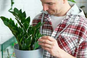 Drip fertilizer for potted plants zamiokulkas, stimulator of development, growth acceleration, home plant care. A bottle of liquid is inserted in the hand of man. Home crop production photo