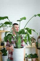 Man plant breeder hold in hand home plants Strelitzia in pot from her collection at home on the shelves. Search for pests, care, watering, fertilizers. Home crop production photo