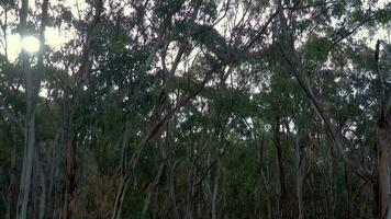 mouche par de australien les forêts sur le Sud côte video