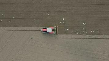 uma trator aração uma campo é cercado de pássaros antes semente perfuração video