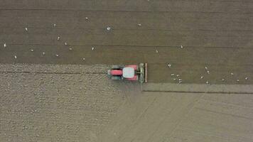 une tracteur labour une champ est grouillait par des oiseaux avant la graine forage video