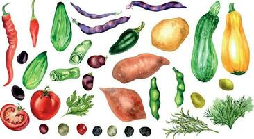 Set of tomato, cucumber, hot peppers and beans watercolor illustration isolated on white. Potato batata, squash, zucchini, tabasco, parsley, rosemary hand drawn. Elements for menu, cookbook, package vector