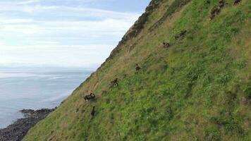 wild soay Schaf Weiden lassen auf das Seite von ein grasig Berg video