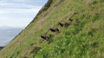 wild soay Schaf Weiden lassen auf das Seite von ein grasig Berg video